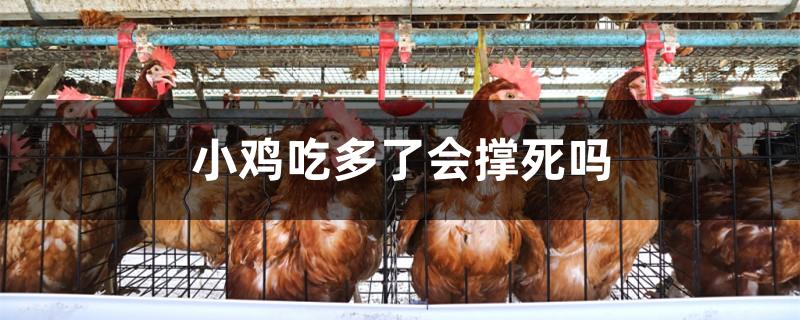 小鸡吃多了会撑死吗