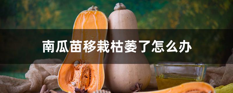 南瓜苗移栽枯萎了怎么办