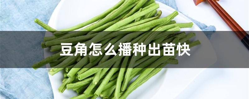 豆角怎么播种出苗快