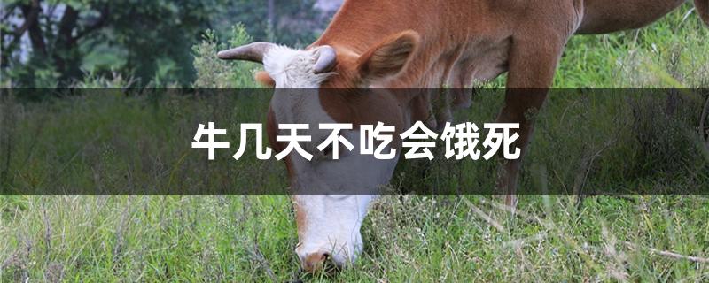 牛几天不吃会饿死