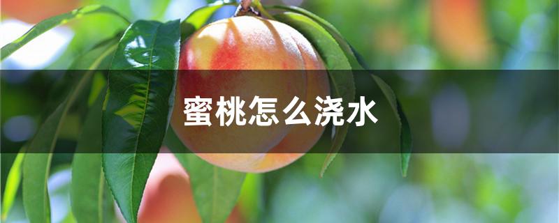 蜜桃怎么浇水