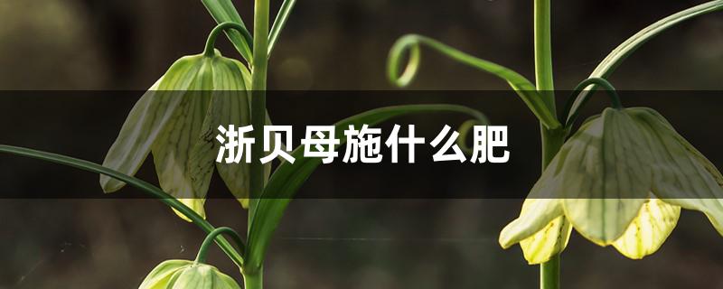 浙贝母施什么肥