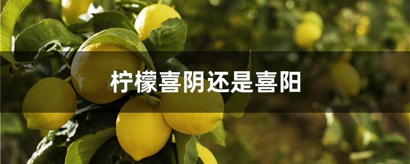 柠檬喜阴还是喜阳