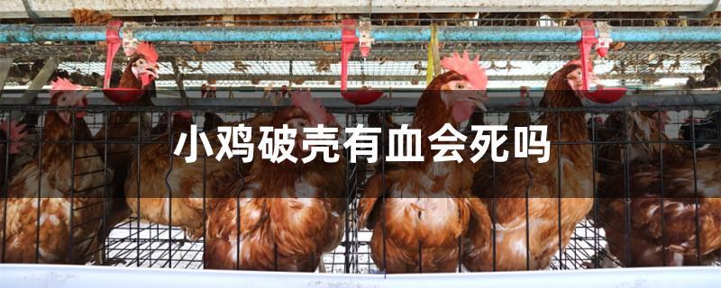小鸡破壳有血会死吗