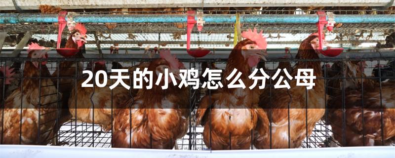 20天的小鸡怎么分公母