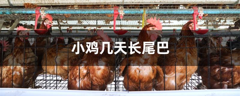 小鸡几天长尾巴