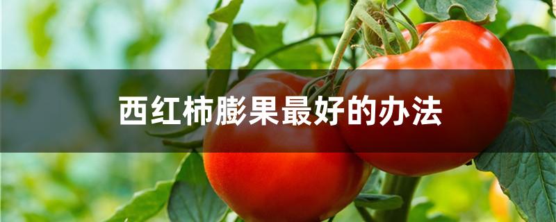 西红柿膨果最好的办法