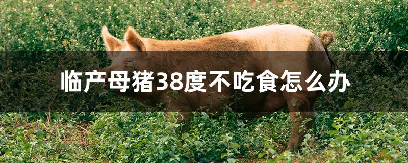 临产母猪38度不吃食怎么办