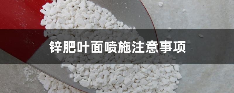 锌肥叶面喷施注意事项