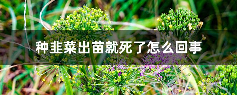 种韭菜出苗就死了怎么回事