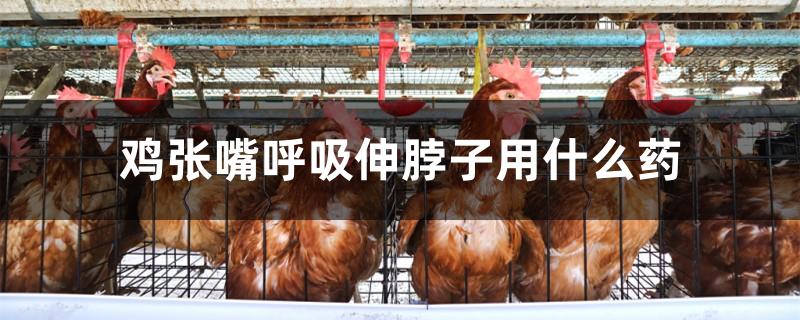 鸡张嘴呼吸伸脖子用什么药