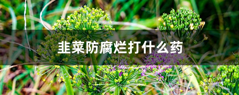 韭菜防腐烂打什么药