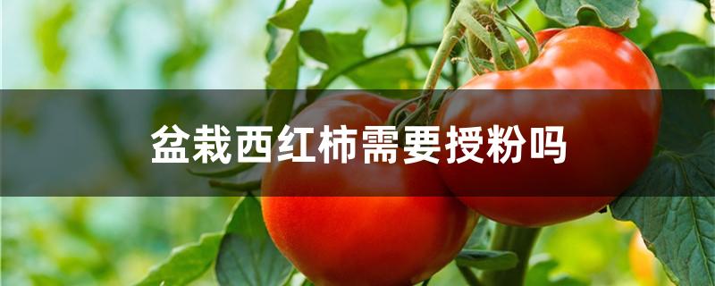 盆栽西红柿需要授粉吗
