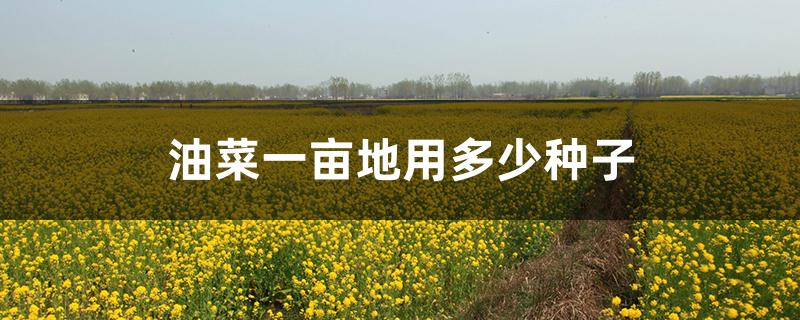 油菜一亩地用多少种子