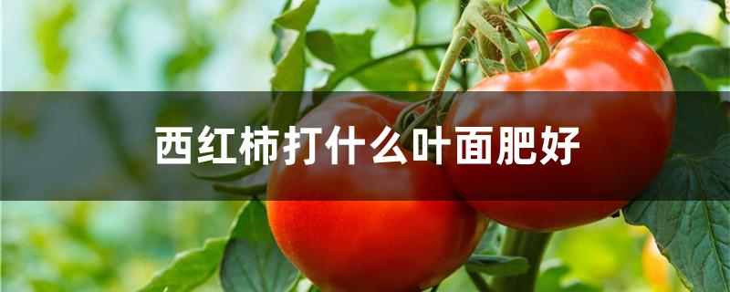西红柿打什么叶面肥好