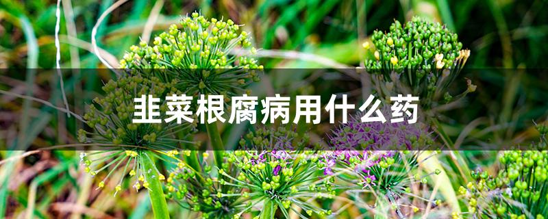 韭菜根腐病用什么药
