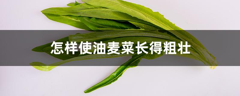 怎样使油麦菜长得粗壮
