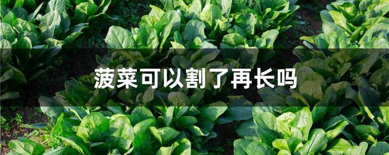 菠菜可以割了再长吗