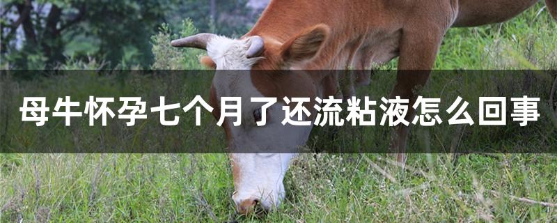 母牛怀孕七个月了还流粘液怎么回事