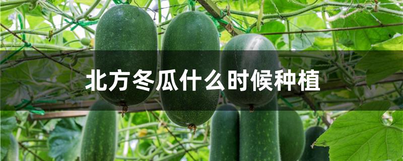 北方冬瓜什么时候种植