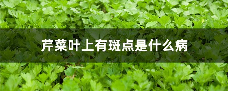 芹菜叶上有斑点是什么病