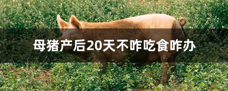 母猪产后20天不咋吃食咋办