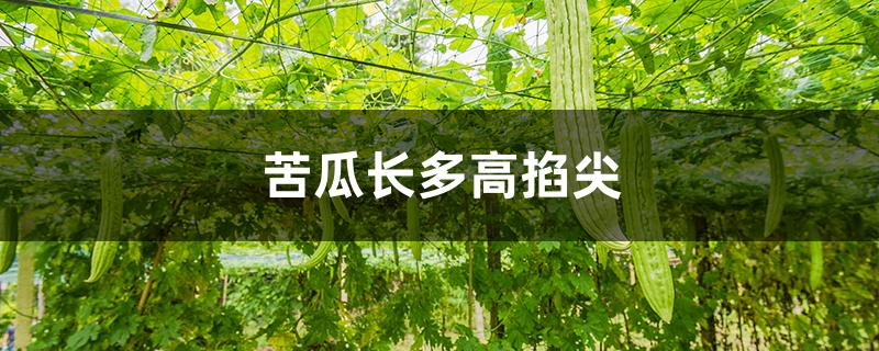 苦瓜长多高掐尖