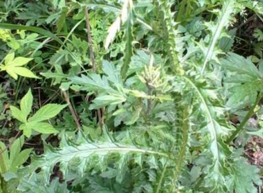 飞廉的功效与作用 飞廉的禁忌