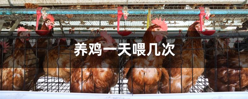养鸡一天喂几次