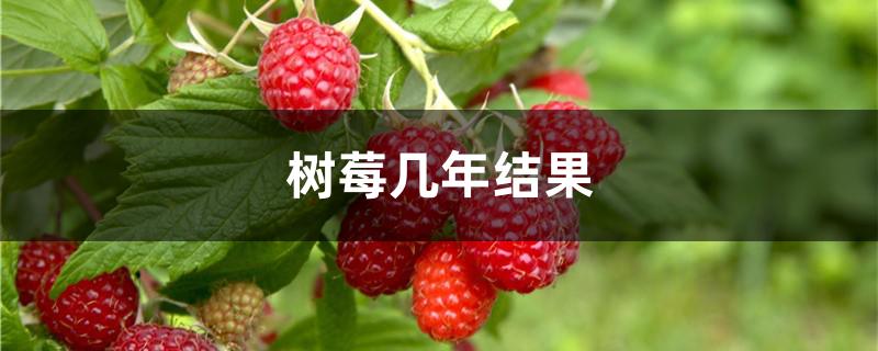 树莓几年结果
