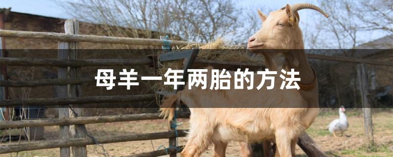 母羊一年两胎的方法