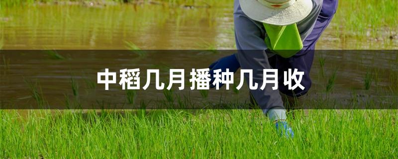 中稻几月播种几月收