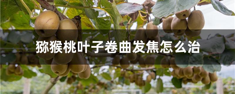 猕猴桃叶子卷曲发焦怎么治