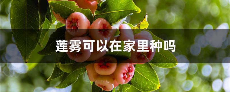莲雾可以在家里种吗