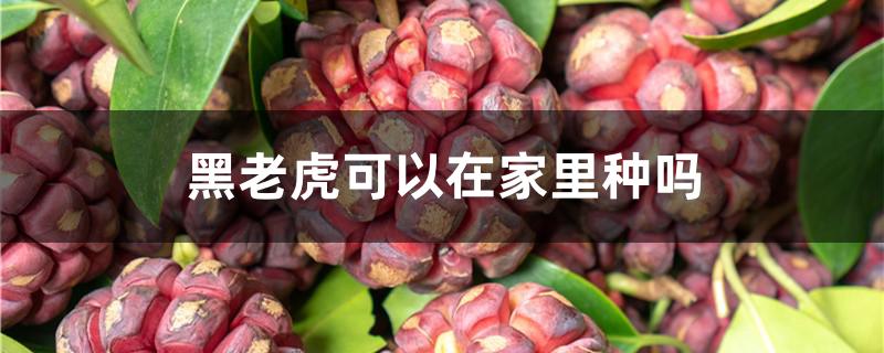 黑老虎可以在家里种吗