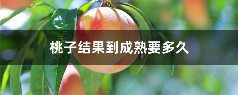 桃子结果到成熟要多久