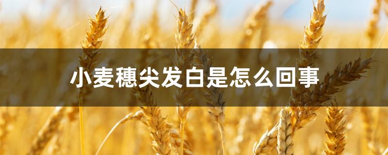 小麦穗尖发白是怎么回事