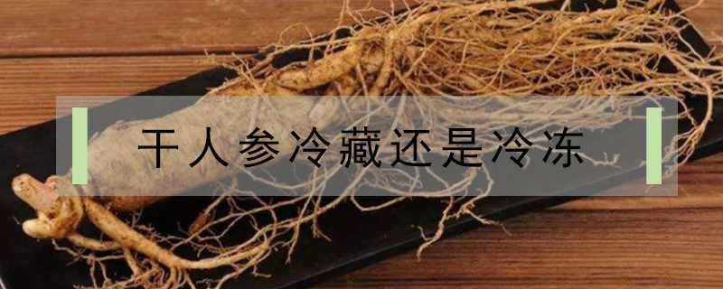 干人参冷藏还是冷冻