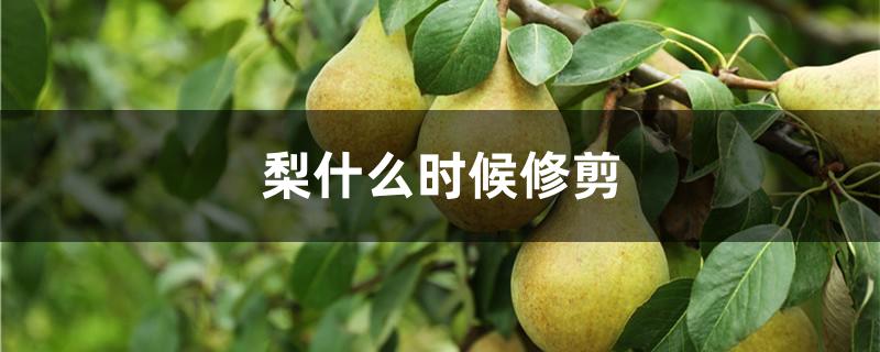 梨什么时候修剪