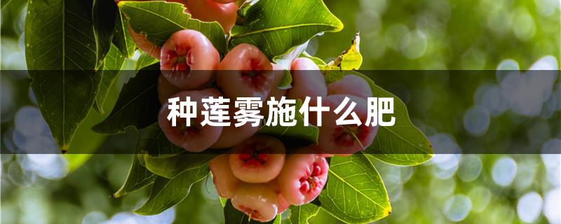 种莲雾施什么肥