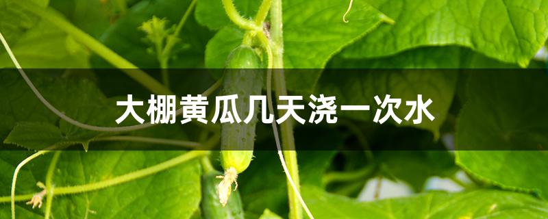 大棚黄瓜几天浇一次水