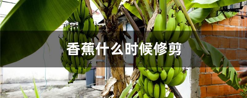 香蕉什么时候修剪
