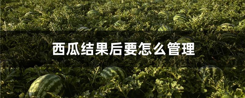西瓜结果后要怎么管理