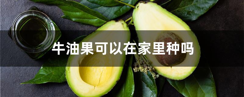 牛油果可以在家里种吗