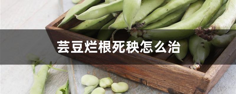 芸豆烂根死秧怎么治