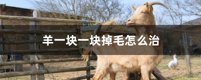 羊一块一块掉毛怎么治
