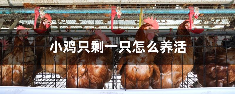 小鸡只剩一只怎么养活