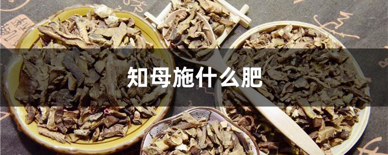 知母施什么肥