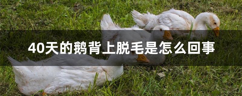40天的鹅背上脱毛是怎么回事