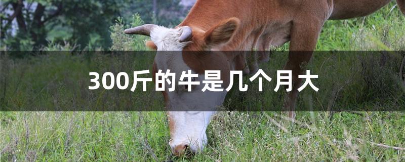 300斤的牛是几个月大